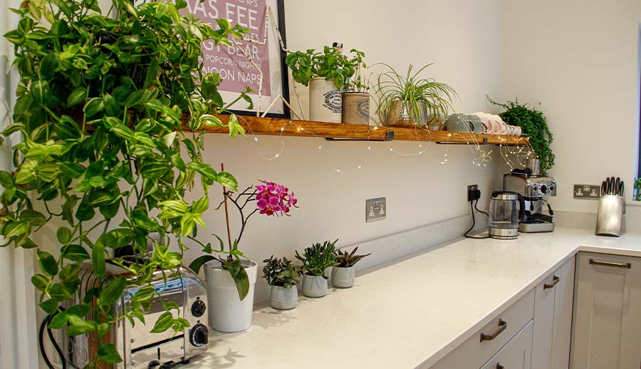 Indoor kitchen plants on open shelving